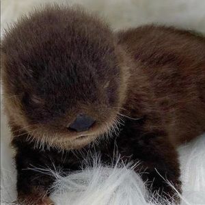 Meet your Posher, Sami